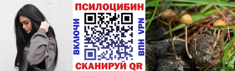 Галлюциногенные грибы мицелий где купить Кингисепп